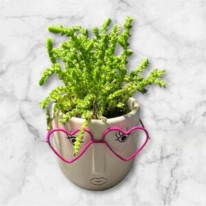 Trader Joe’s Valentines Day 2025 Succulent plant pink frames